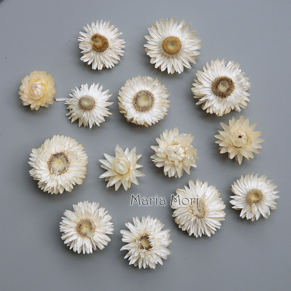 Natural Dried Colorful Chrysan - Candle Making Supplies Online review and price
