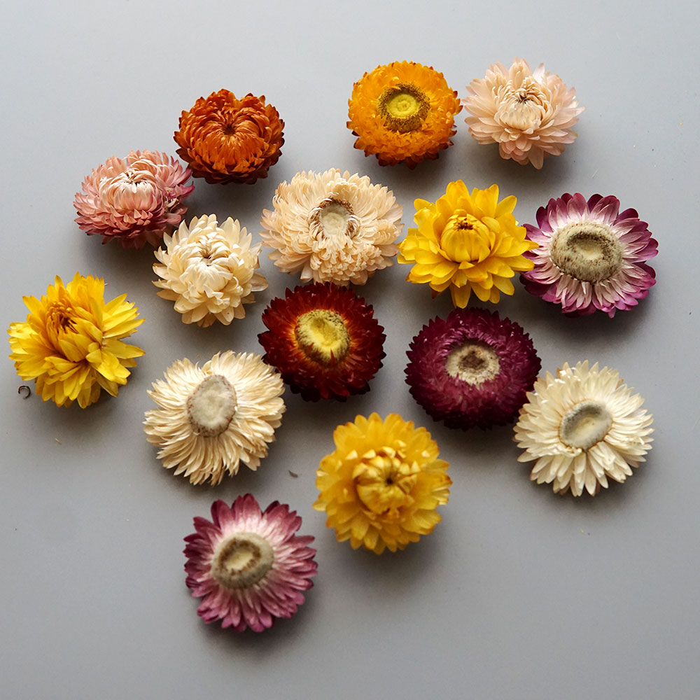Natural Dried Colorful Chrysan - Candle Making Supplies Online review and price
