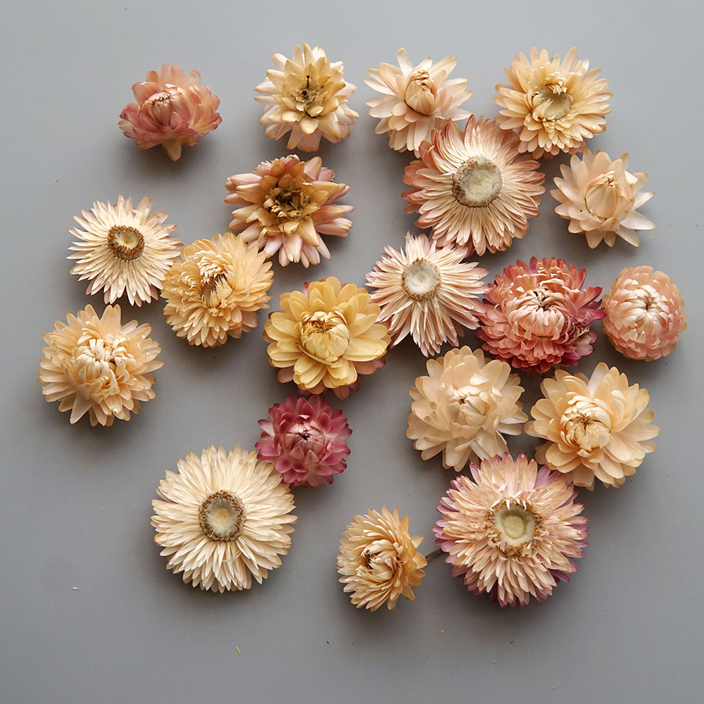 Natural Dried Colorful Chrysan - Candle Making Supplies Online review and price